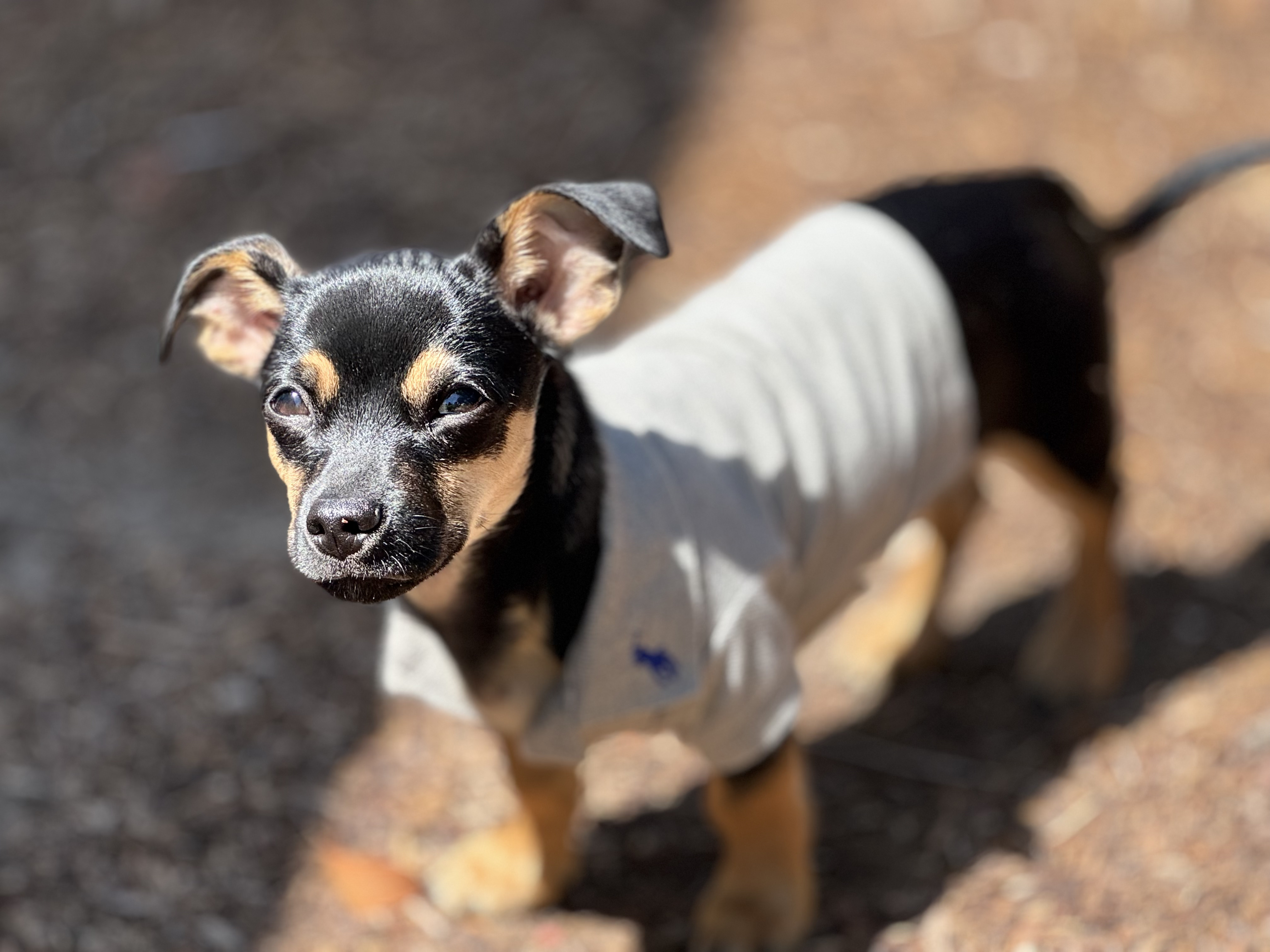 Brasco, Puppy Tester.