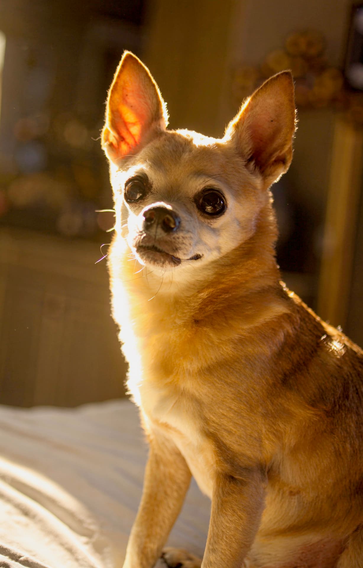Brando, Senior Tester.